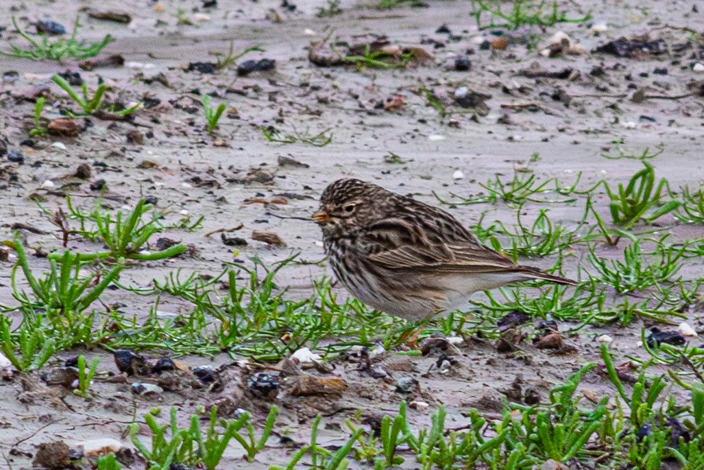 Жайворонок сірий - ML649212784