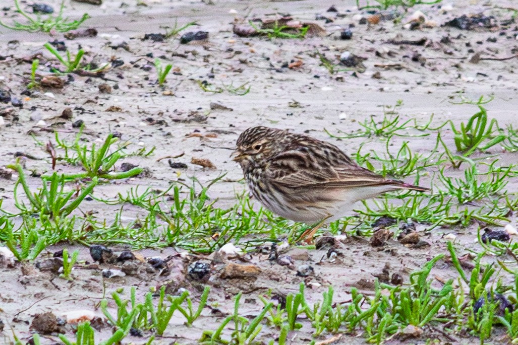 Жайворонок сірий - ML649212785
