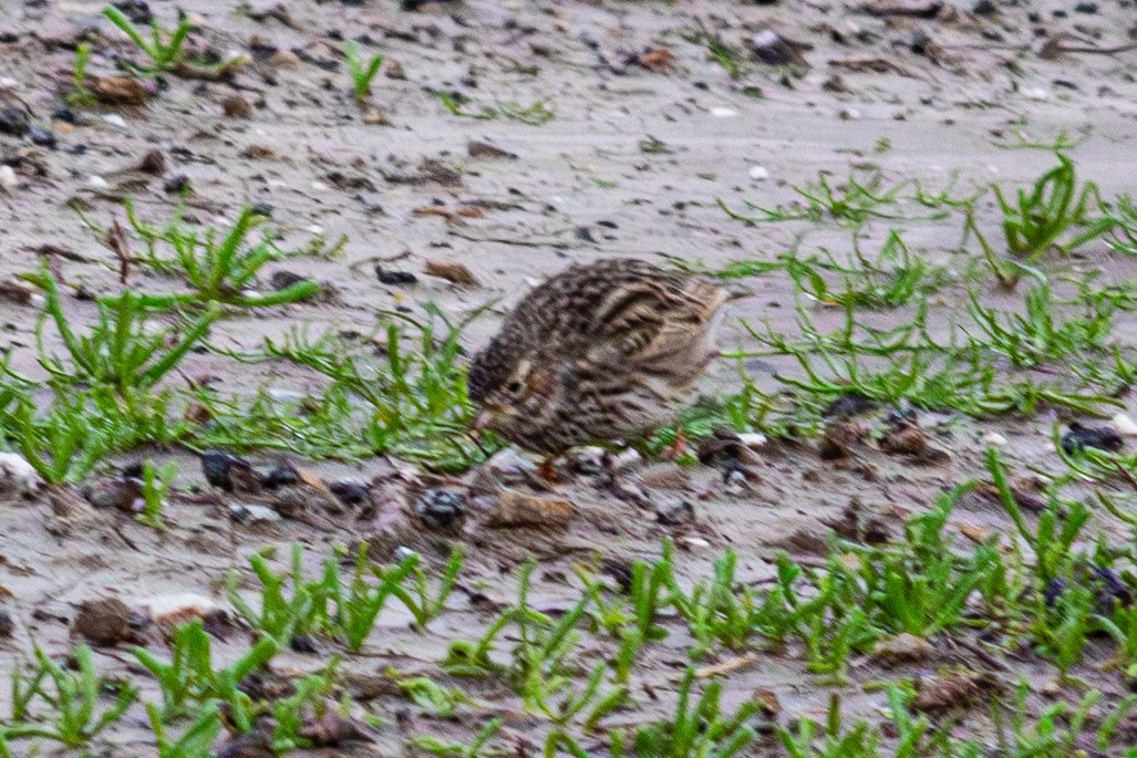 Жайворонок сірий - ML649212786