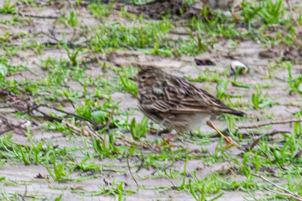 Жайворонок сірий - ML649212787