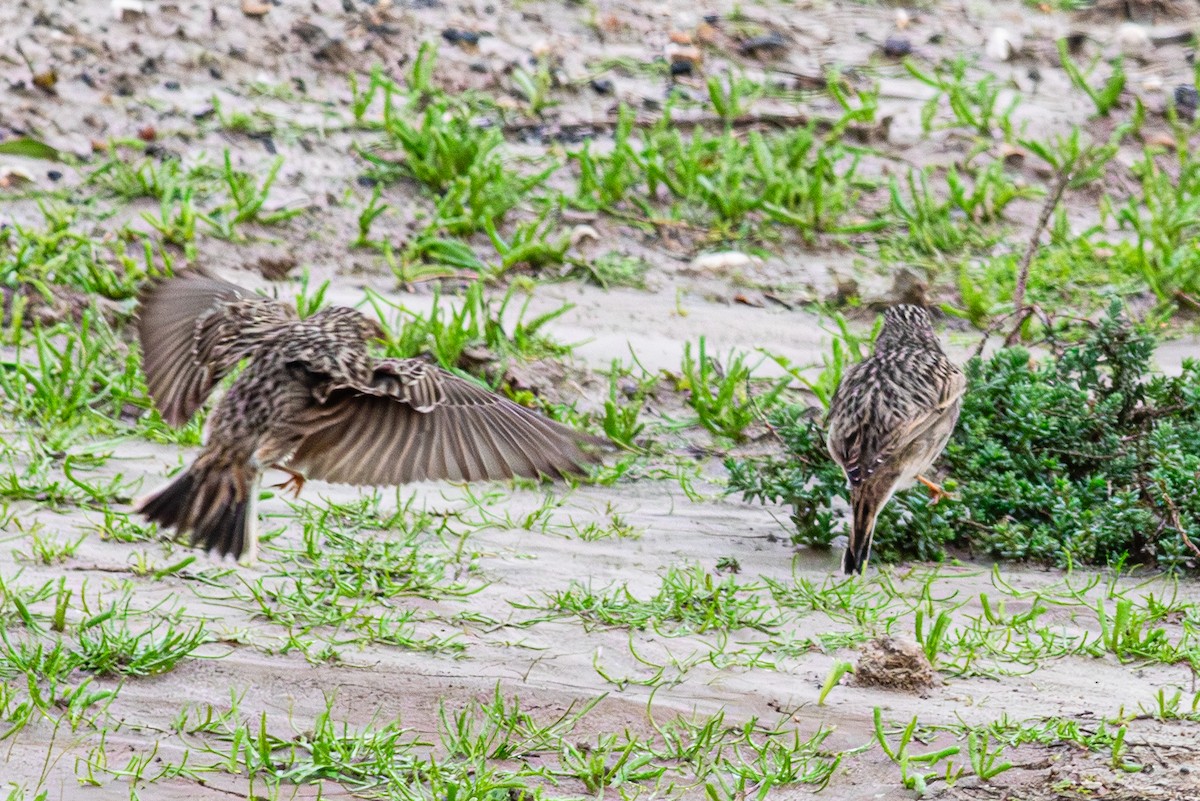 Жайворонок сірий - ML649212788