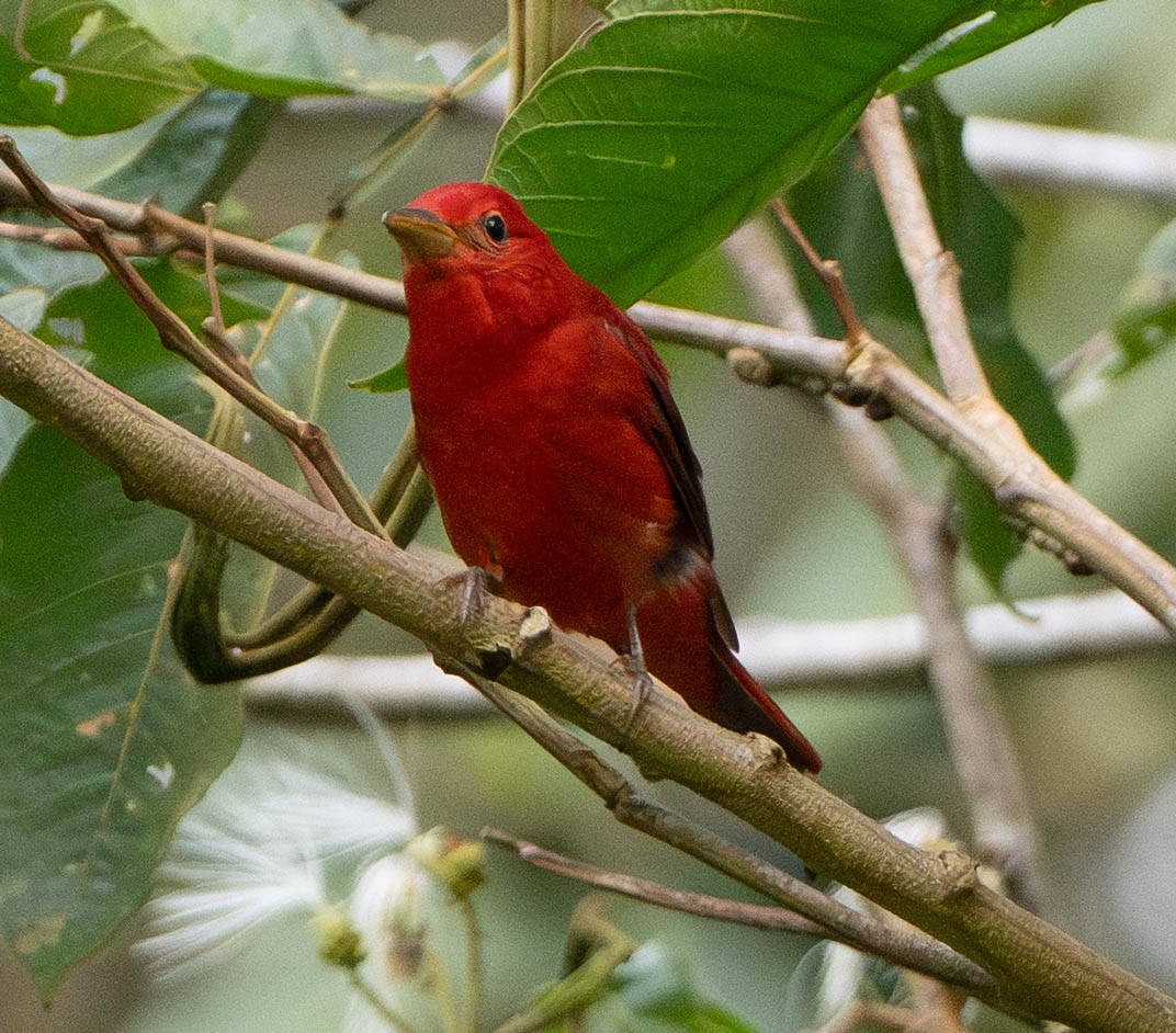 להבית אדומה - ML649212848
