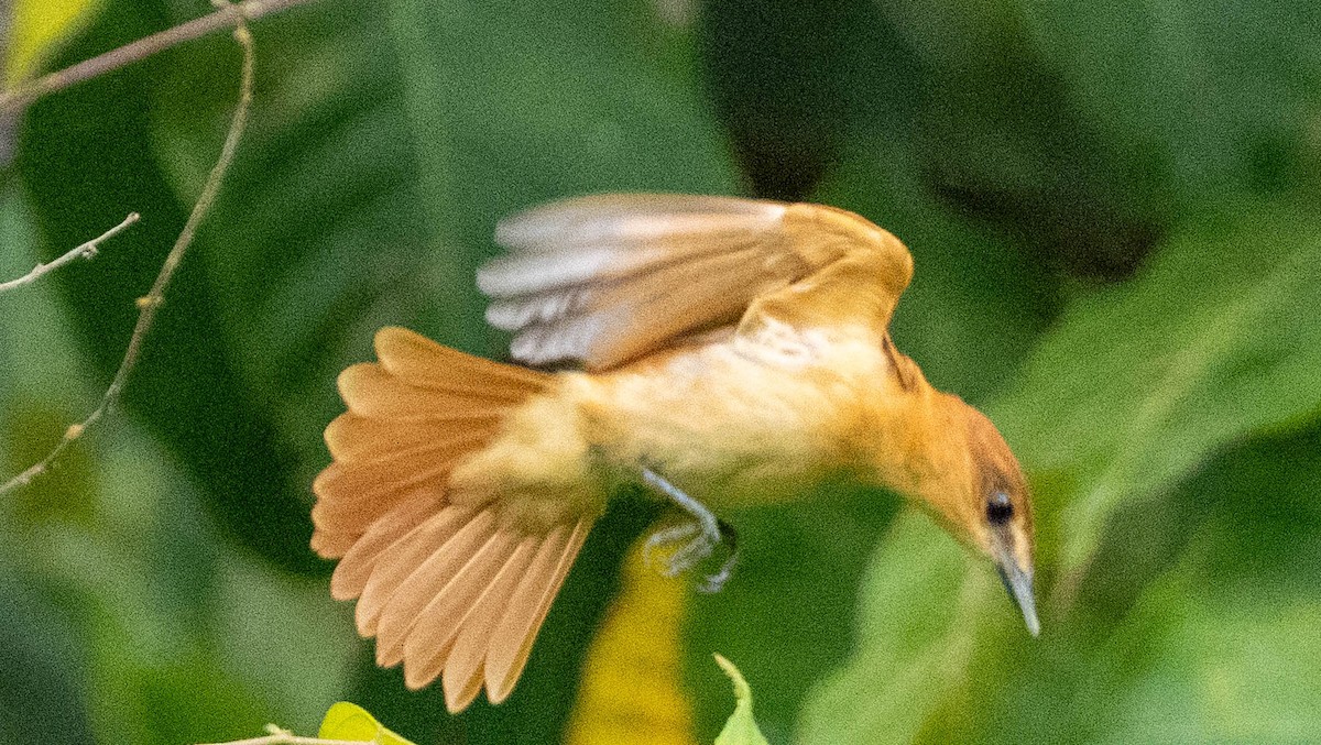 Cinnamon Becard - ML649212945