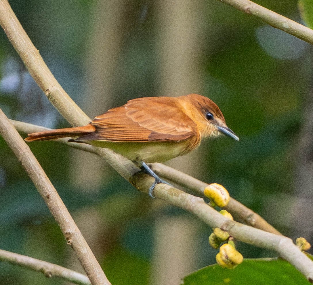 Cinnamon Becard - ML649212946