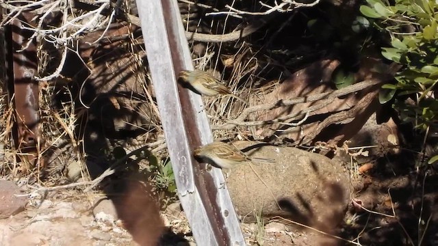 ウスヒメドリ - ML649212952