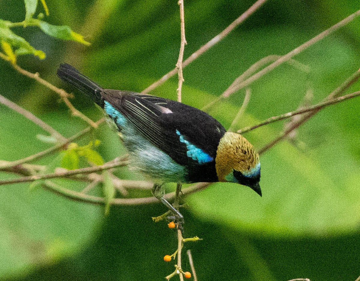 Golden-hooded Tanager - ML649212984