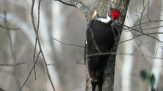 エボシクマゲラ - ML649212990