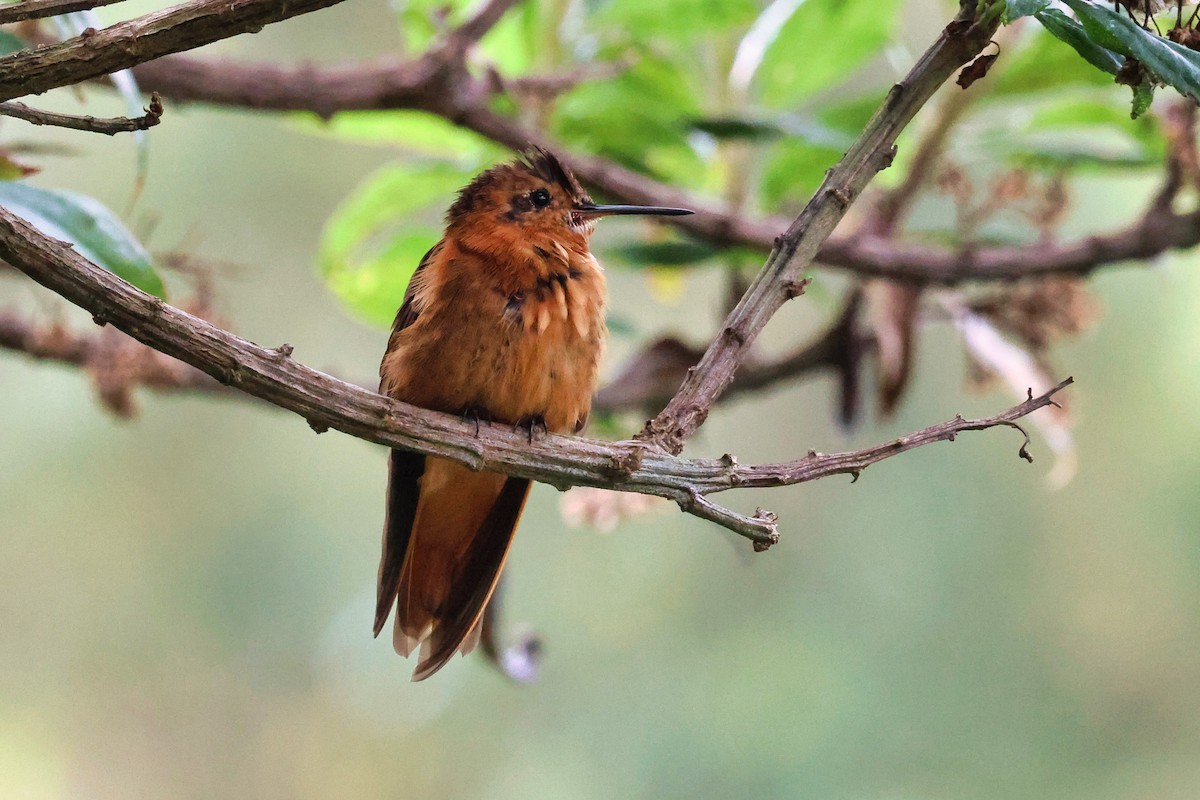 Shining Sunbeam - ML649213008