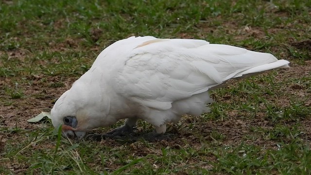 アカビタイムジオウム - ML649213012