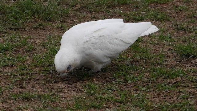 アカビタイムジオウム - ML649213014