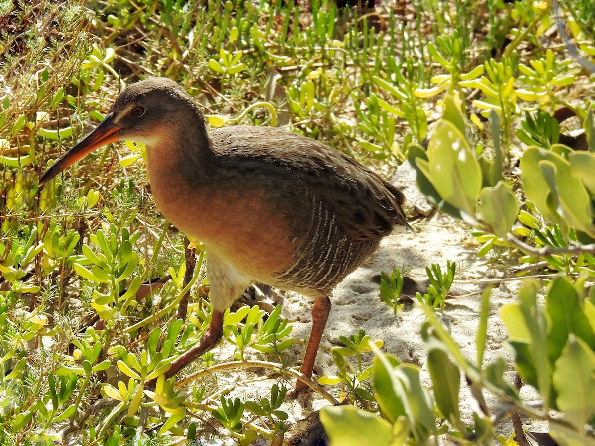 chřástal kalifornský - ML649213016