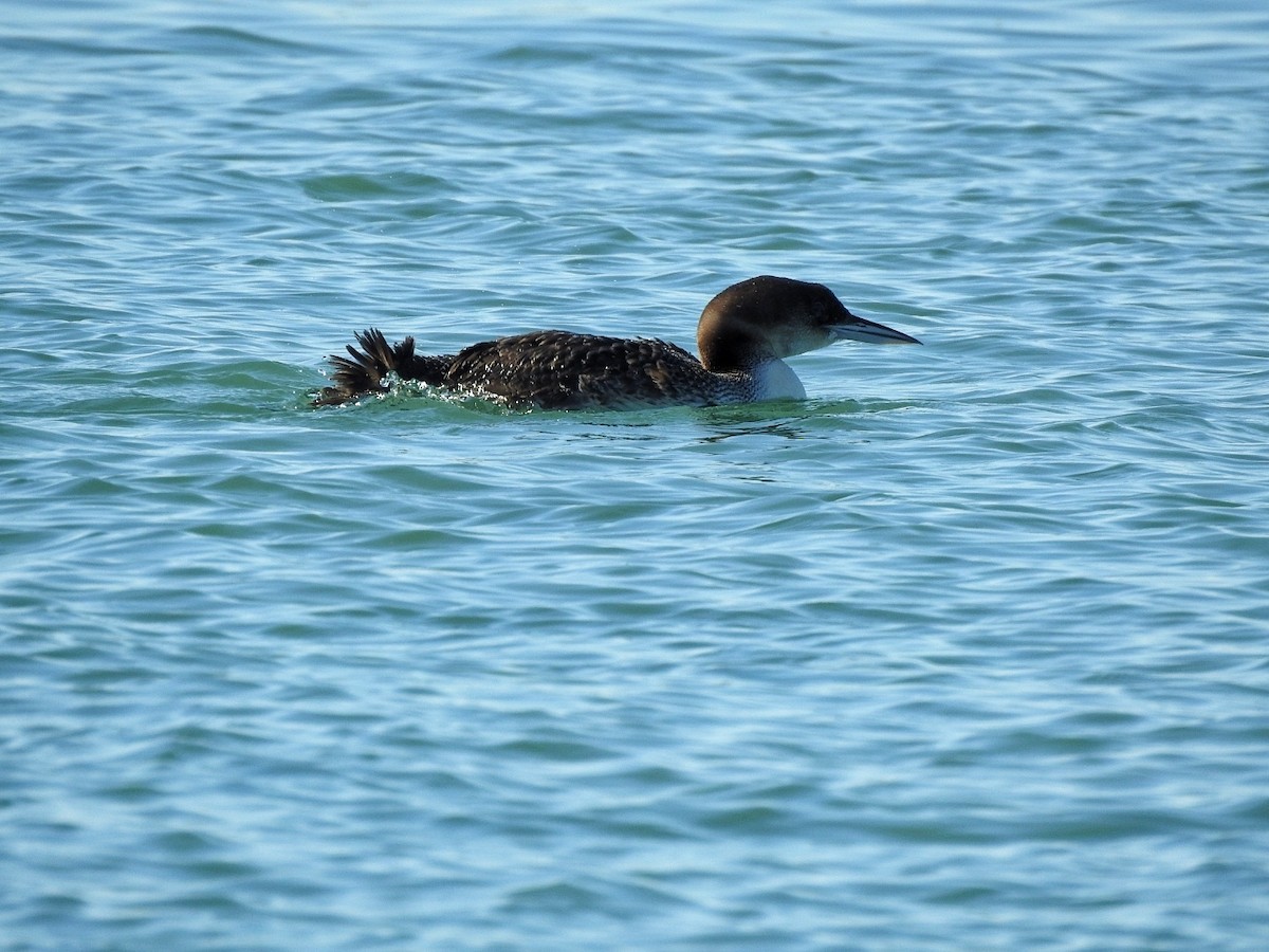 potáplice lední - ML649213062