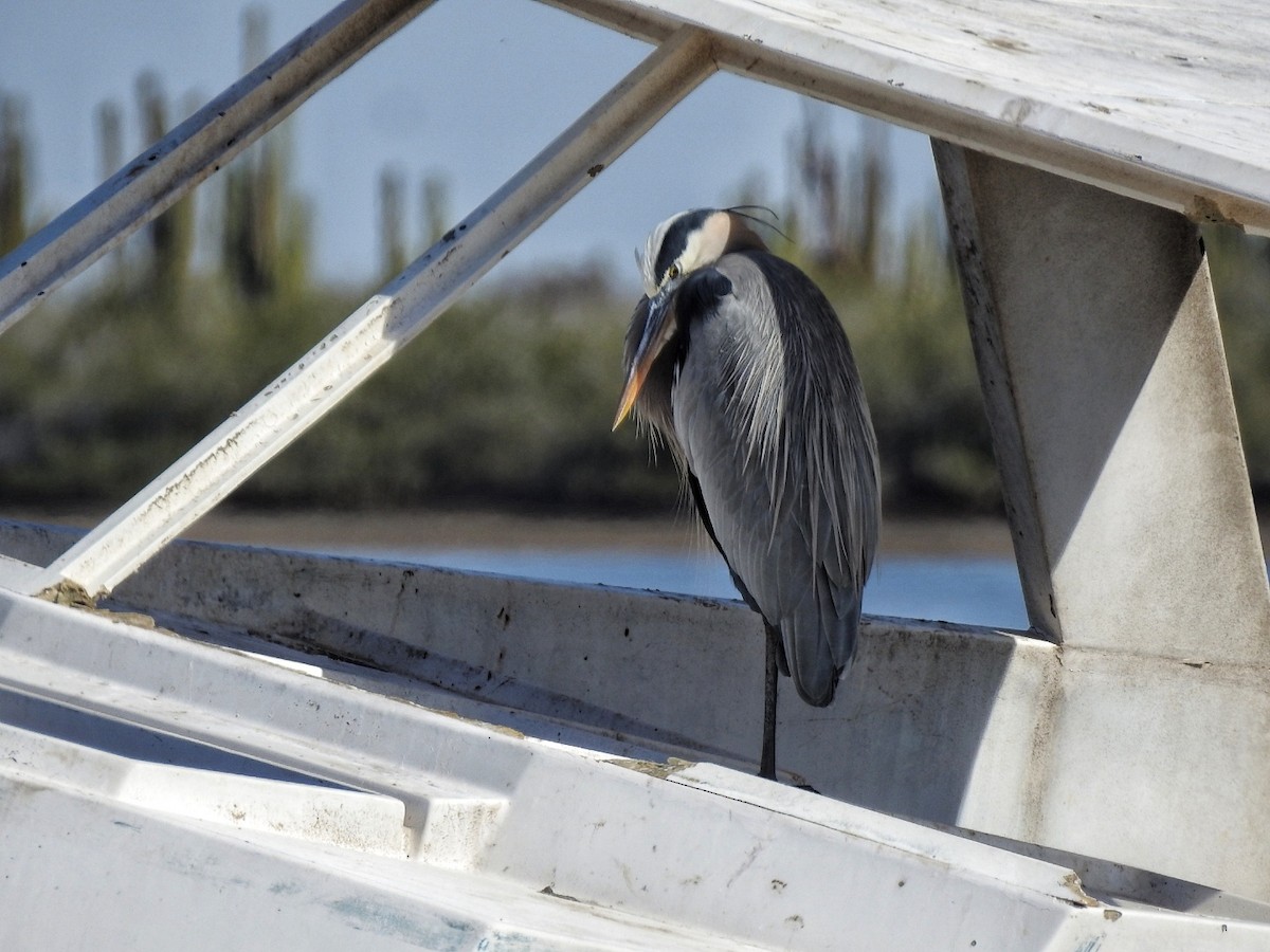 volavka velká - ML649213077