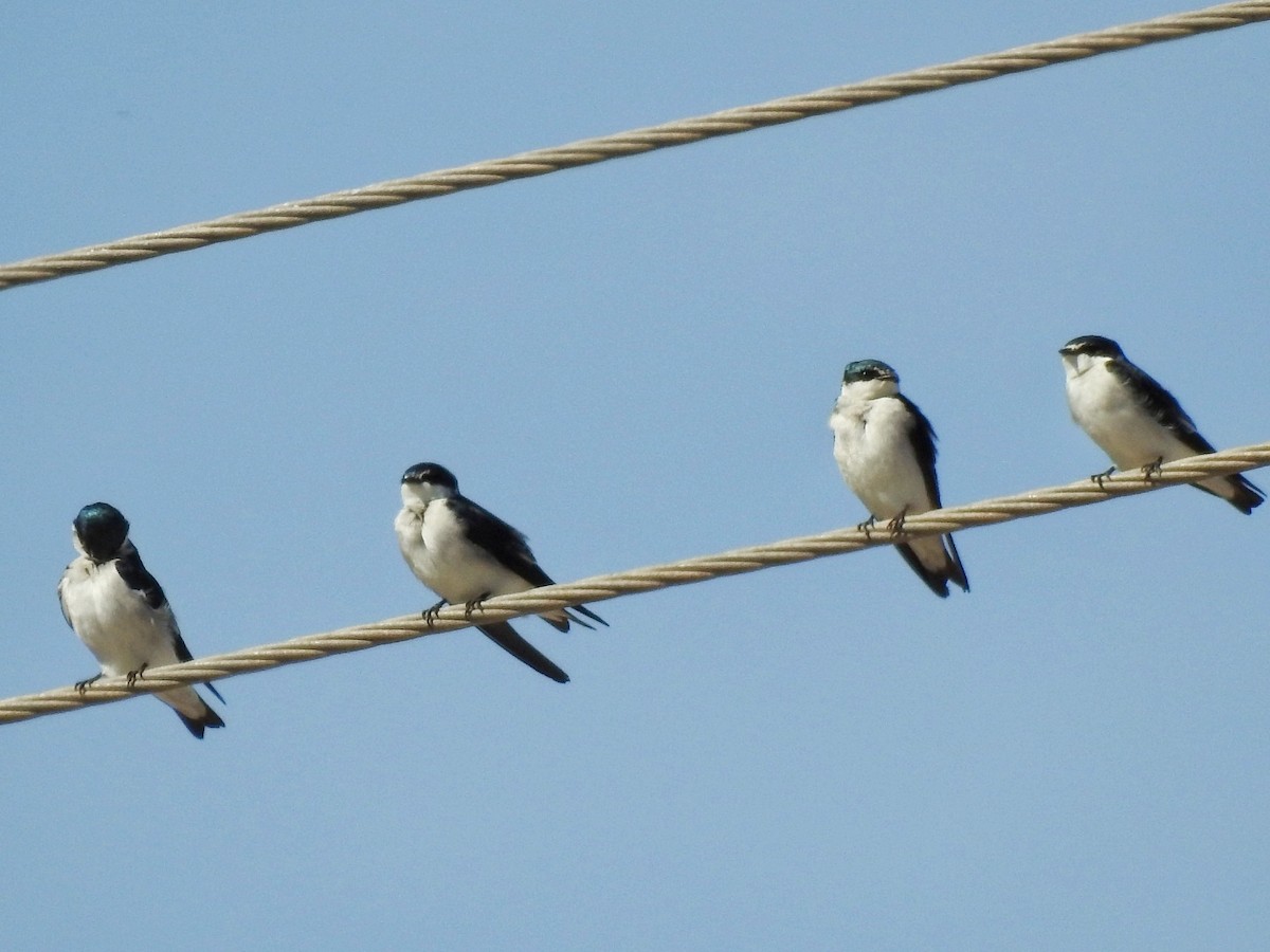 vlaštovka mangrovová - ML649213090