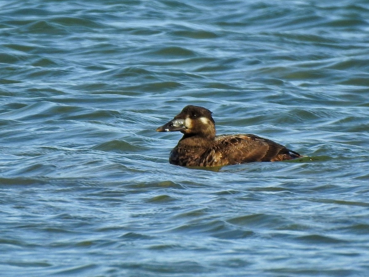 turpan pestrozobý - ML649213156