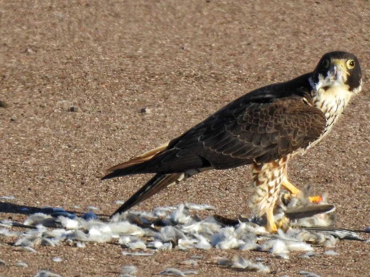 sokol stěhovavý - ML649213196