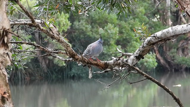 レンジャクバト - ML649213208