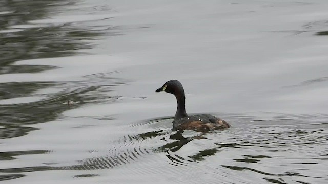 ノドグロカイツブリ - ML649213220