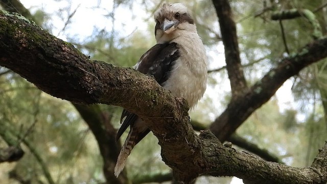 ワライカワセミ - ML649213280