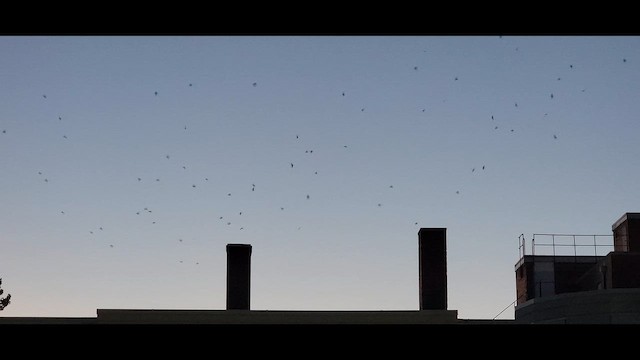 エントツアマツバメ - ML649213374