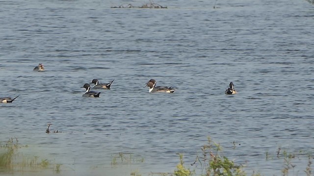 オナガガモ - ML649213619