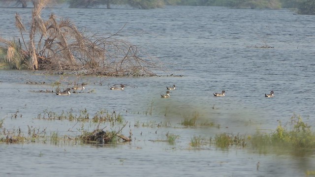 オナガガモ - ML649213621