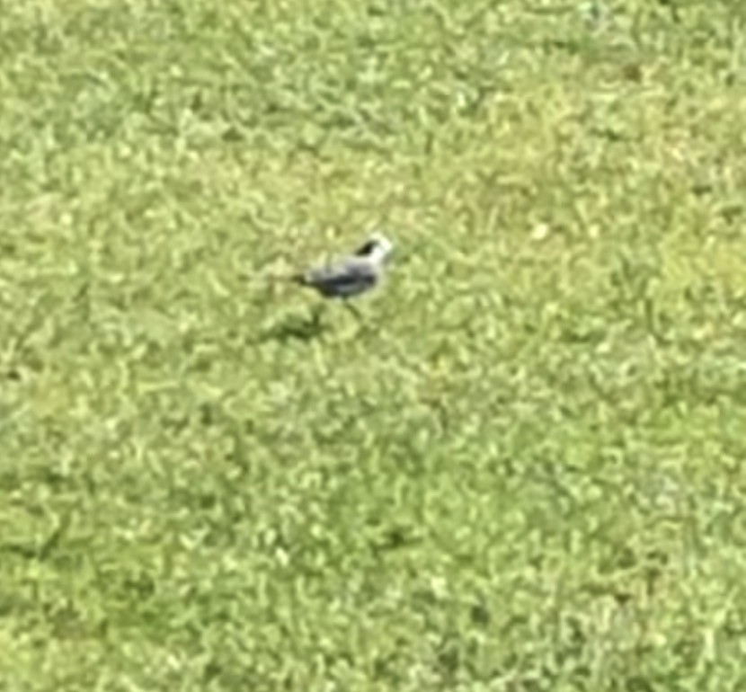 Lavandera Blanca - ML649213695