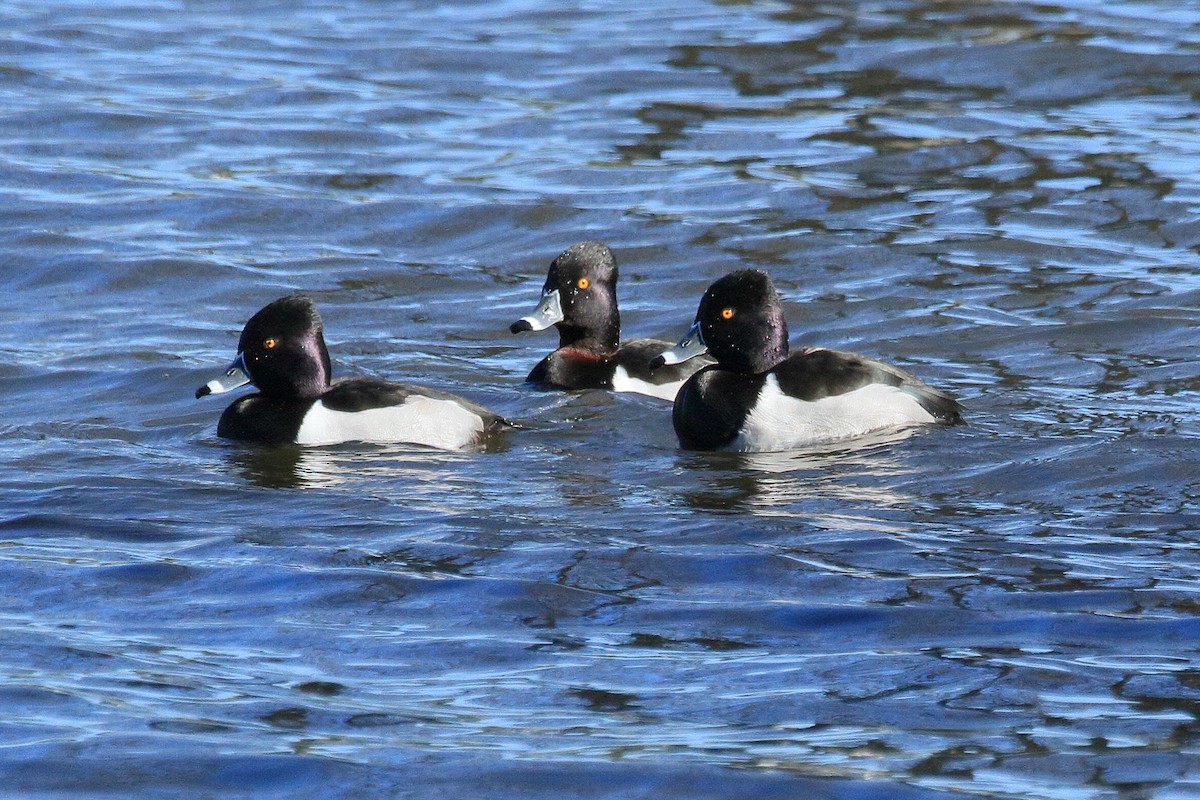Ring-necked Duck - ML649213723