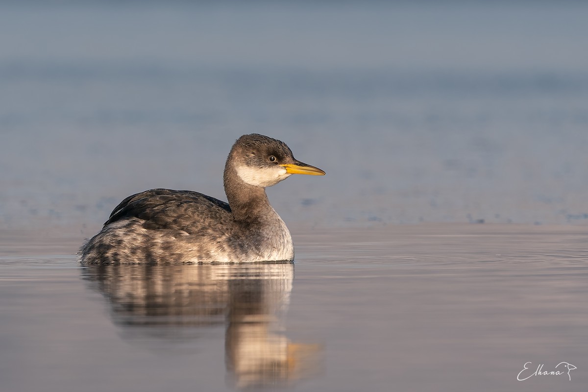 Red-necked Grebe - ML649213726