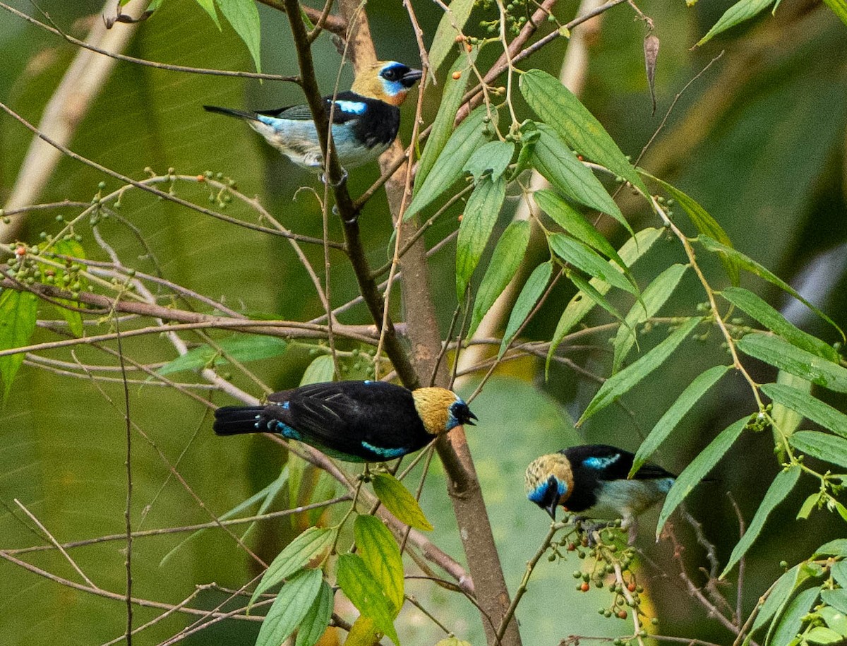 Golden-hooded Tanager - ML649213762