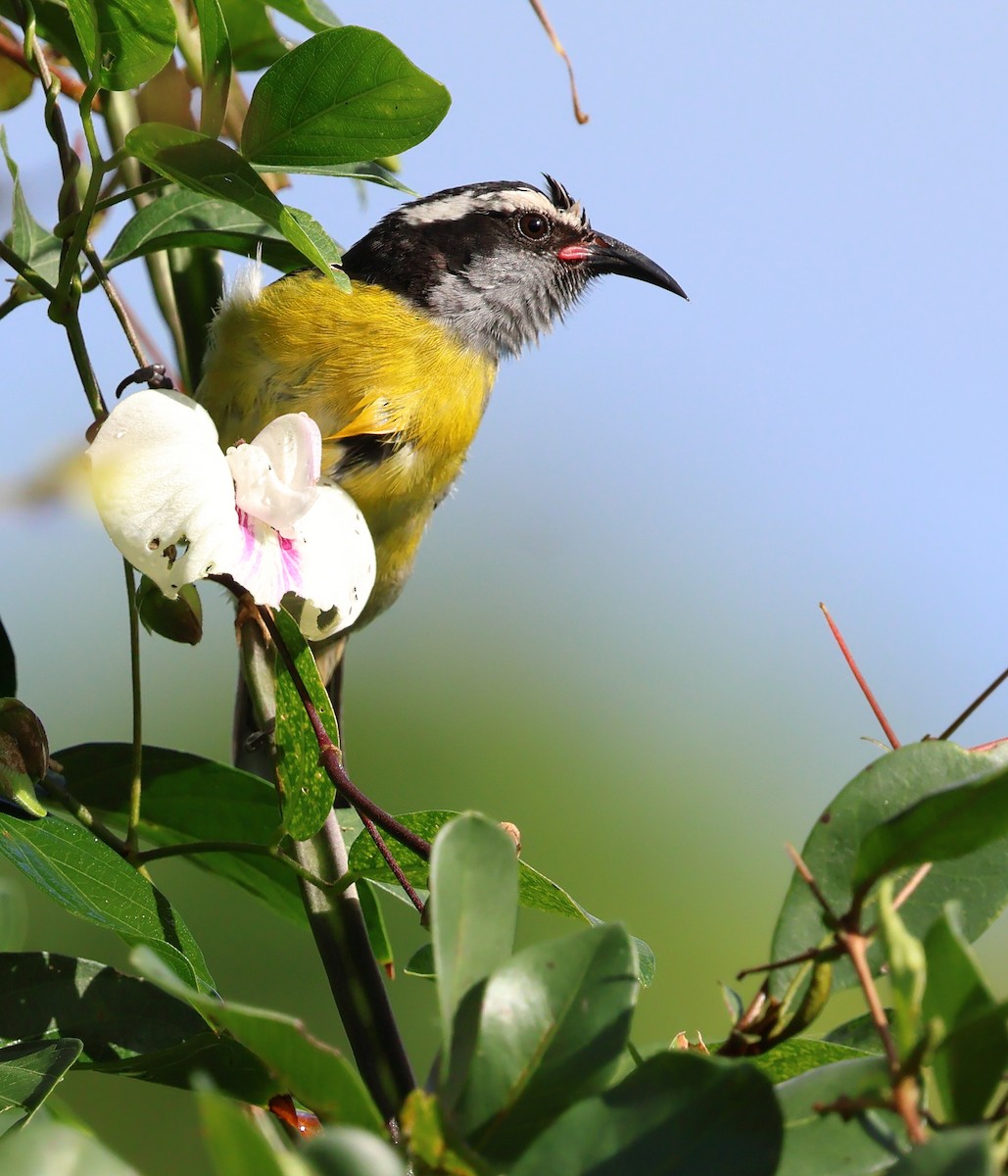Bananaquit - ML649213866