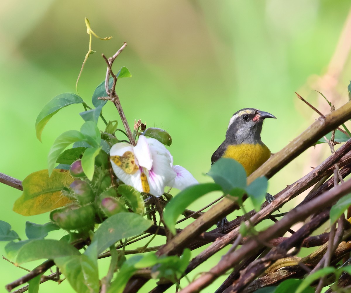 Bananaquit - ML649213867