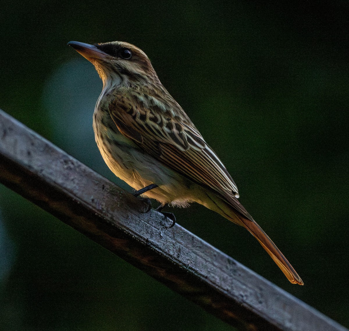 Пёстрый бентеви [группа maculatus] - ML649213994