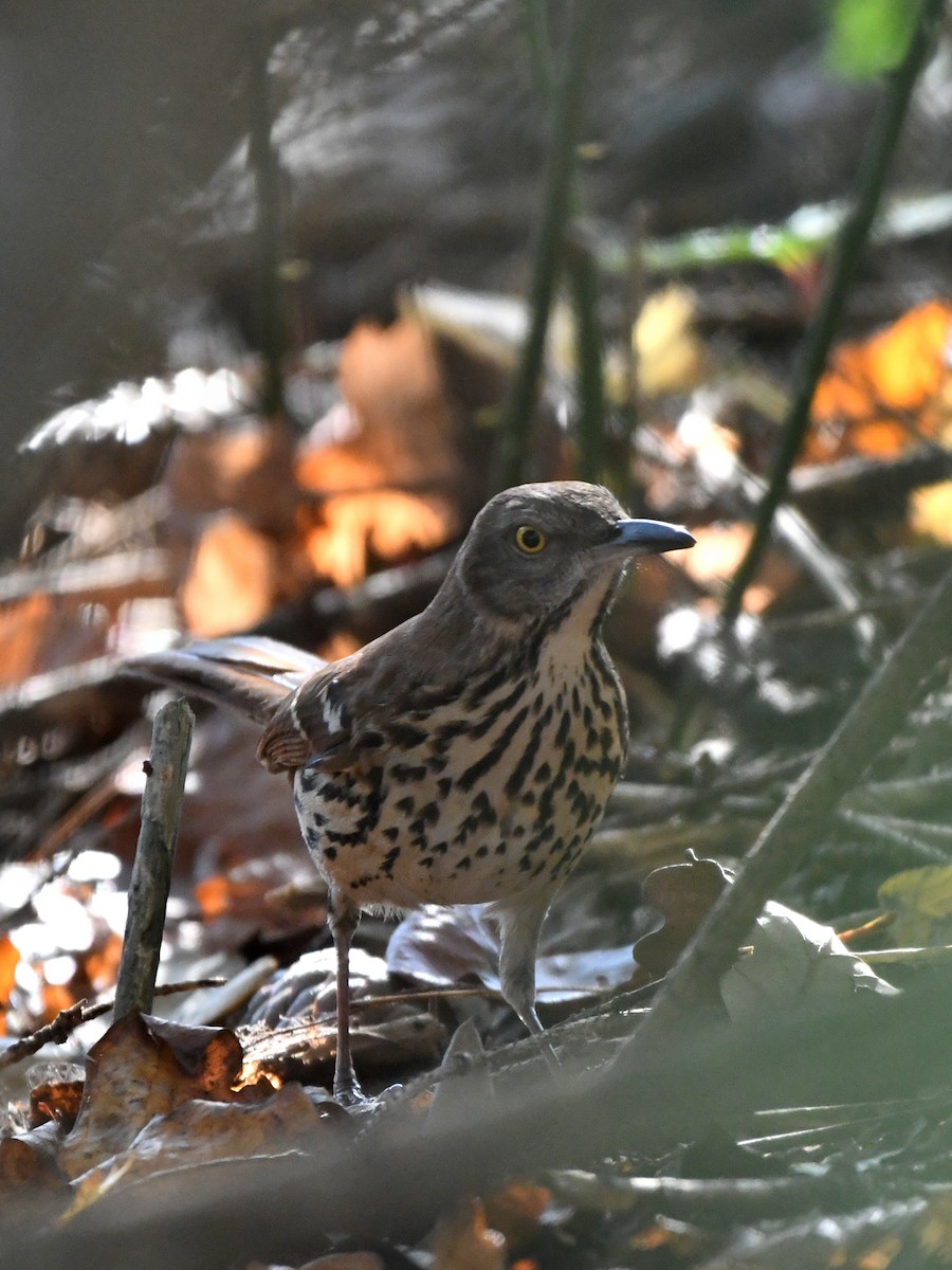 Moqueur roux - ML649214051