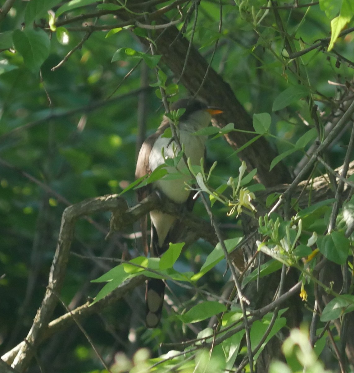 Yellow-billed Cuckoo - ML649214092