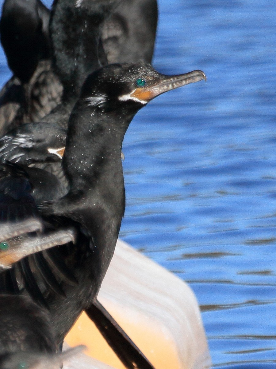 Neotropic Cormorant - ML649214153