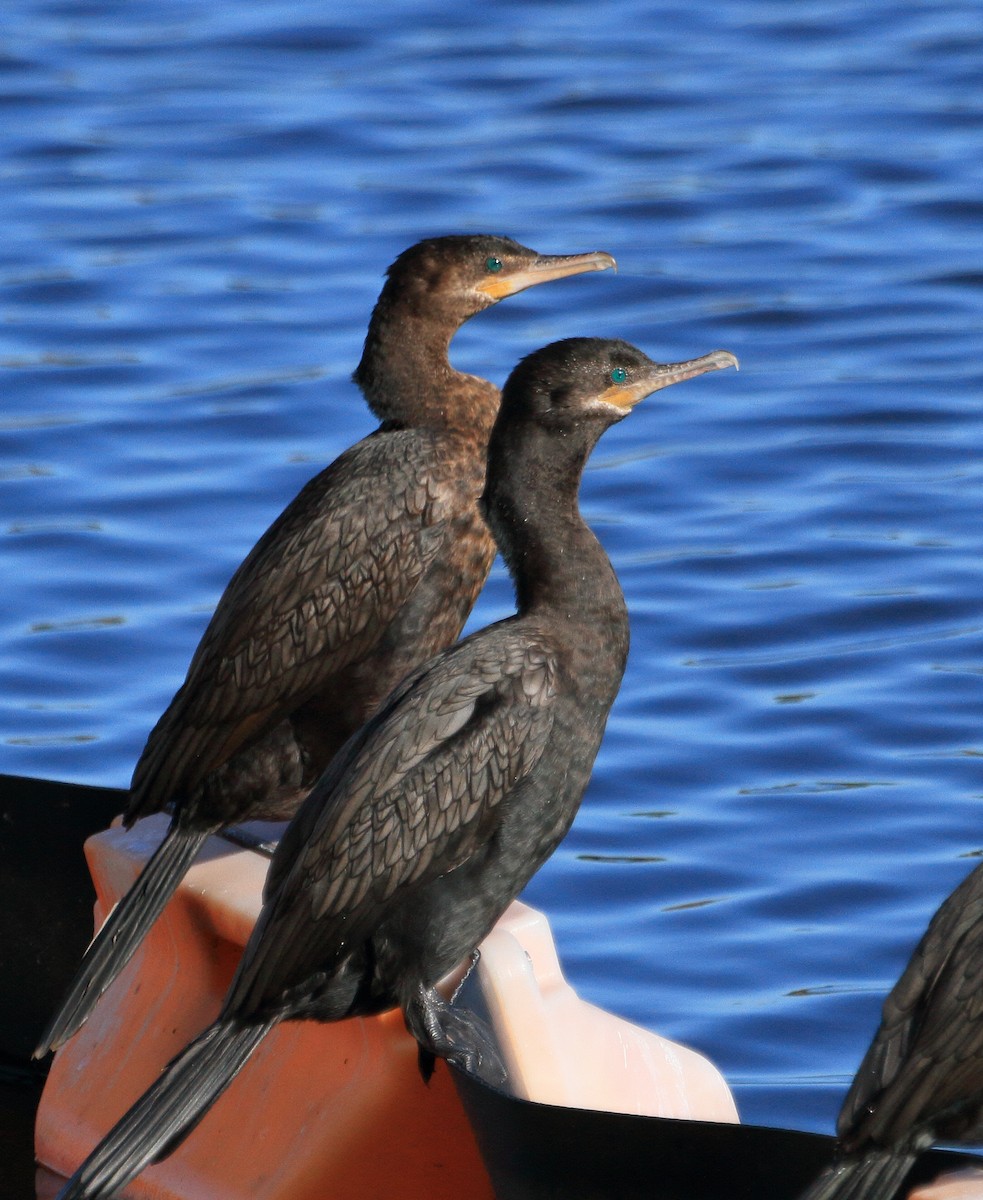Neotropic Cormorant - ML649214154