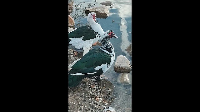 ノバリケン（家畜） - ML649214159