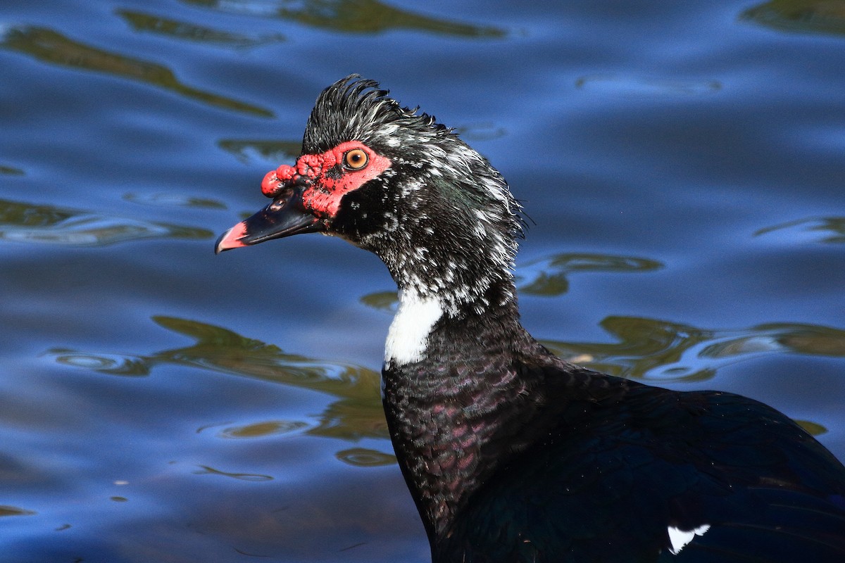Muscovy Duck (Domestic type) - ML649214165