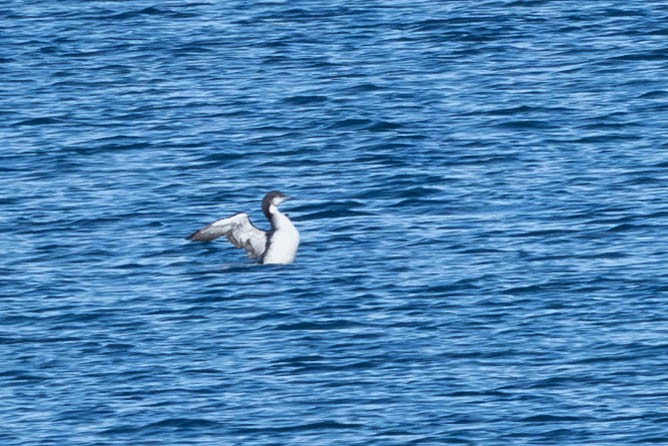 Pacific Loon - ML649214395
