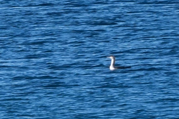 Pacific Loon - ML649214397
