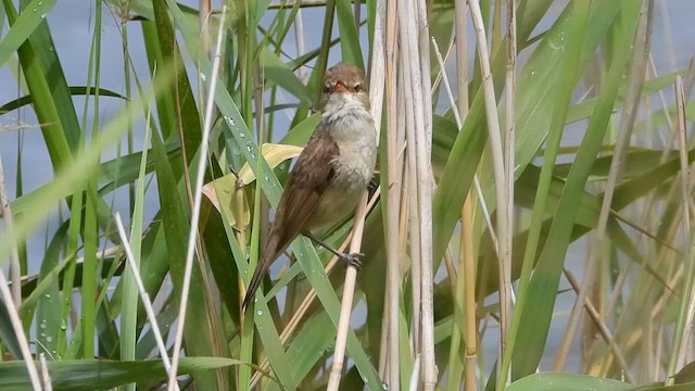 オーストラリアヨシキリ - ML649214565