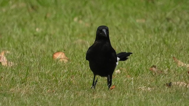 フエガラス - ML649214567