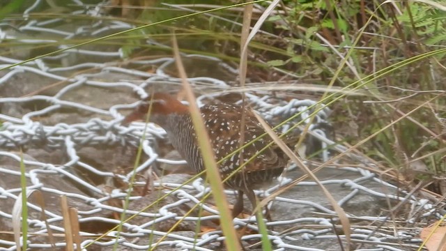 ナンヨウクイナ - ML649214671