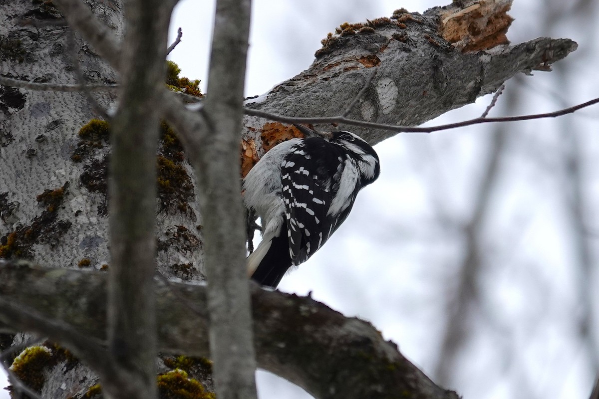 dunspett - ML649214735