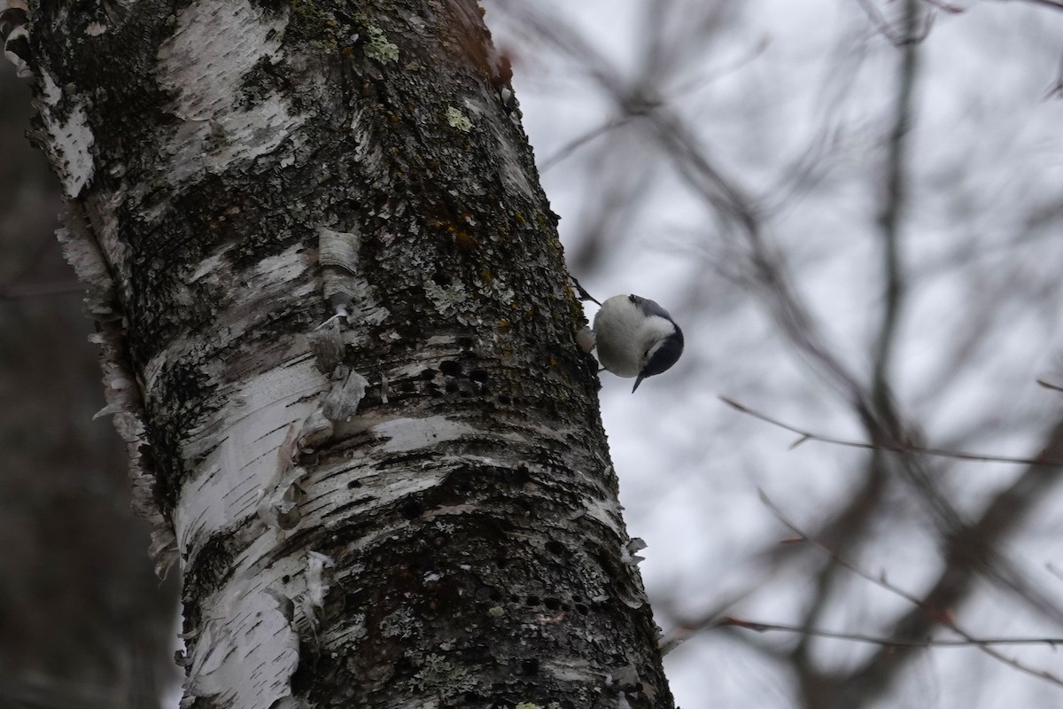 hvitbrystspettmeis - ML649214747