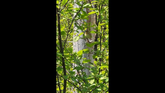 シロスジヒメドリ - ML649214777