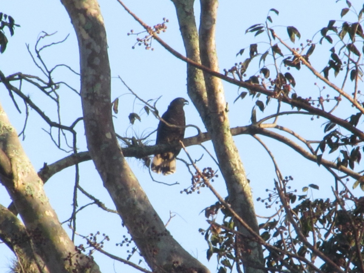 Hook-billed Kite - ML649214793