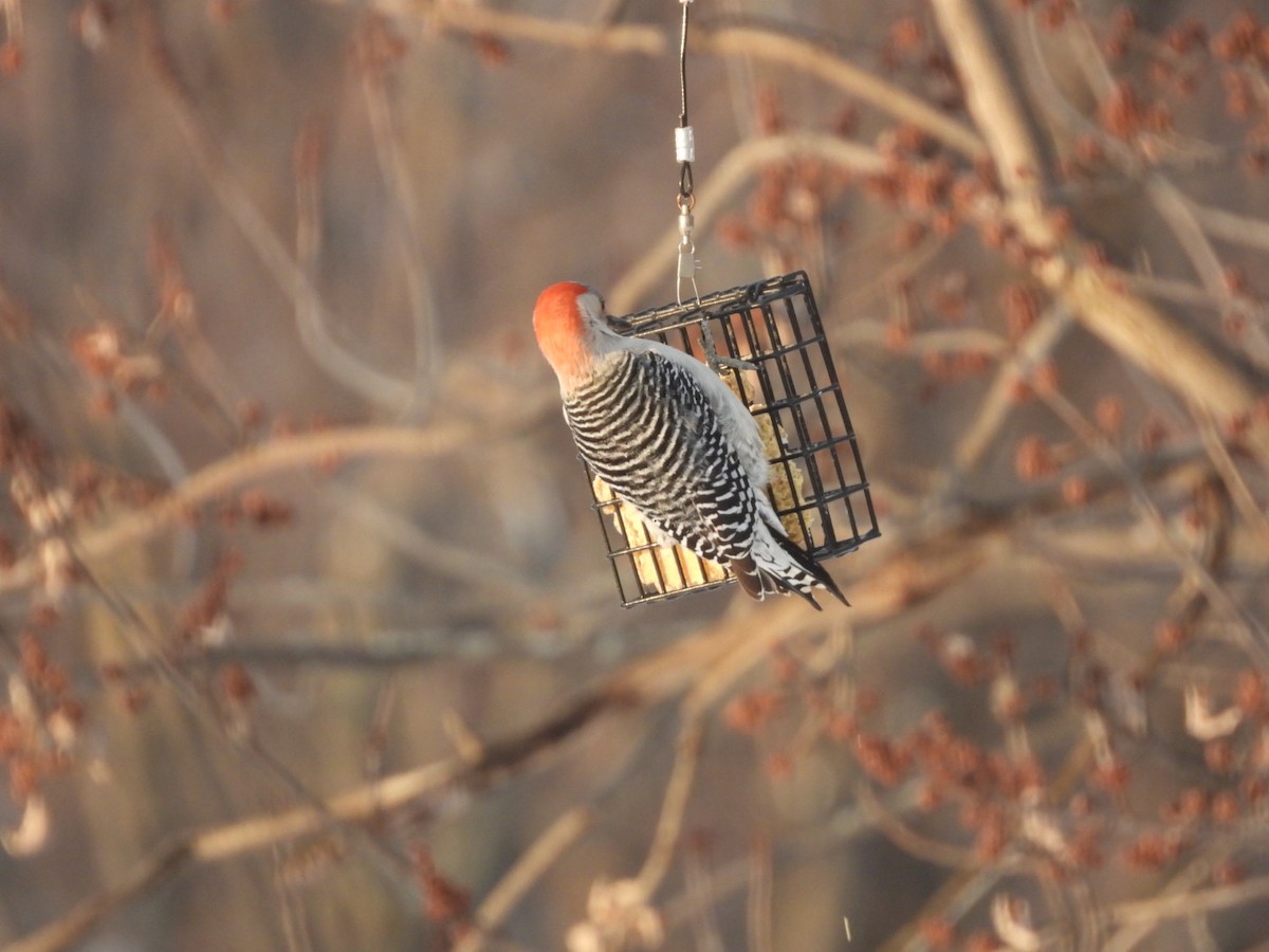 Red-bellied Woodpecker - ML649214936