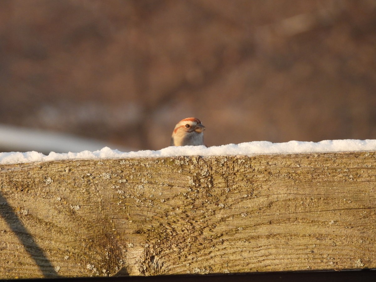 American Tree Sparrow - ML649214978